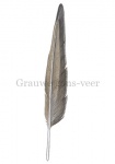 Grauwe gans-veer-10795