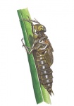 Viervlek-larve op stengel-14674.jpg