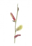 Bitterwilg-bloemen-mannelijk-182654.jpg
