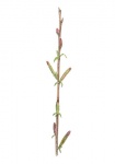 Bitterwilg-bloemen-vrouwelijk-182653.jpg