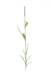 Blonde zegge-hele plant-182611-1.jpg
