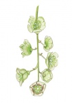 Bosaalbes-bloem-182635.jpg
