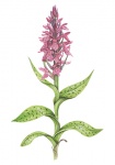 Brede orchis-182615.jpg