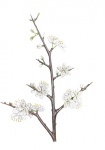 Sleedoorn-tak-met-bloemen-182658.jpg