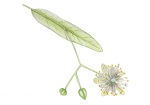 Zomerlinde-bloem-182667.jpg