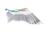 vogel-vleugel-anatomie-arm-11274-1.jpg