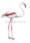 Flamingo-10679