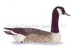 Grote Canadese gans-10277