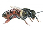 Honingbij-koningin-zijaanzicht-14580-3