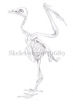 Skelet-vogel-10689
