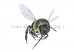 Honingbij-vlucht-vooraanzicht-14584-1