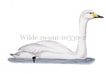 Wilde zwaan-10330-2