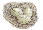 Zilvermeeuw-nest met eieren-10699