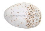 Carolina wren-ei-10779