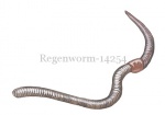 Regenworm-14254