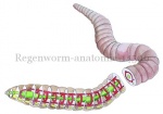 Regenworm-anatomie-14509